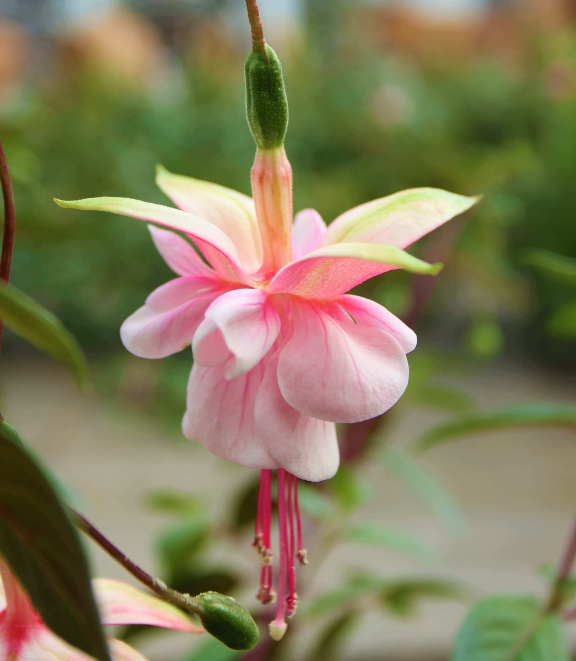 Pink and purple fuchsia flowers