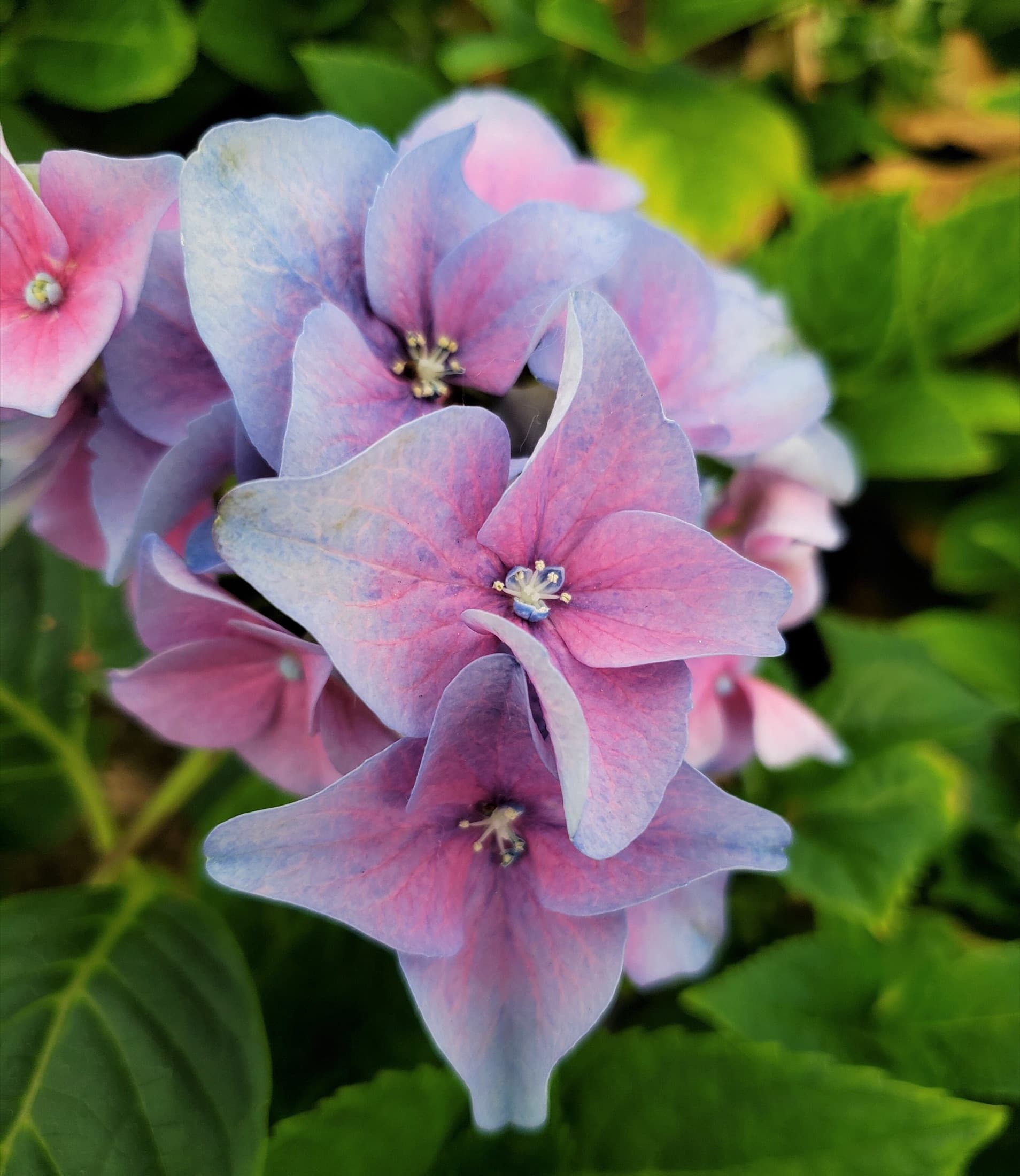 Hydrangea petals, close up