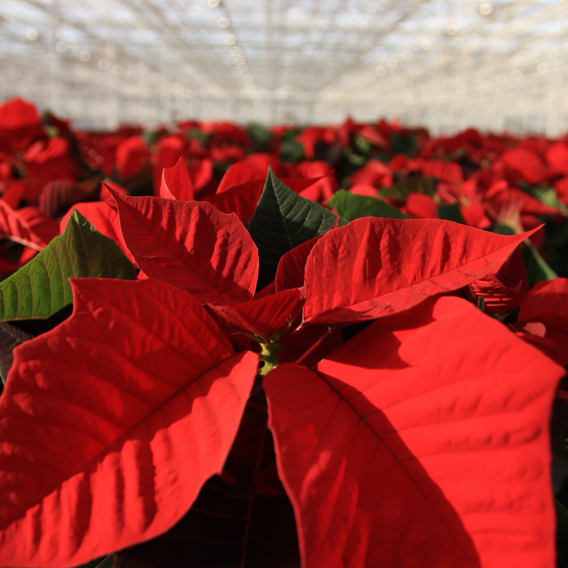Red poinsettia