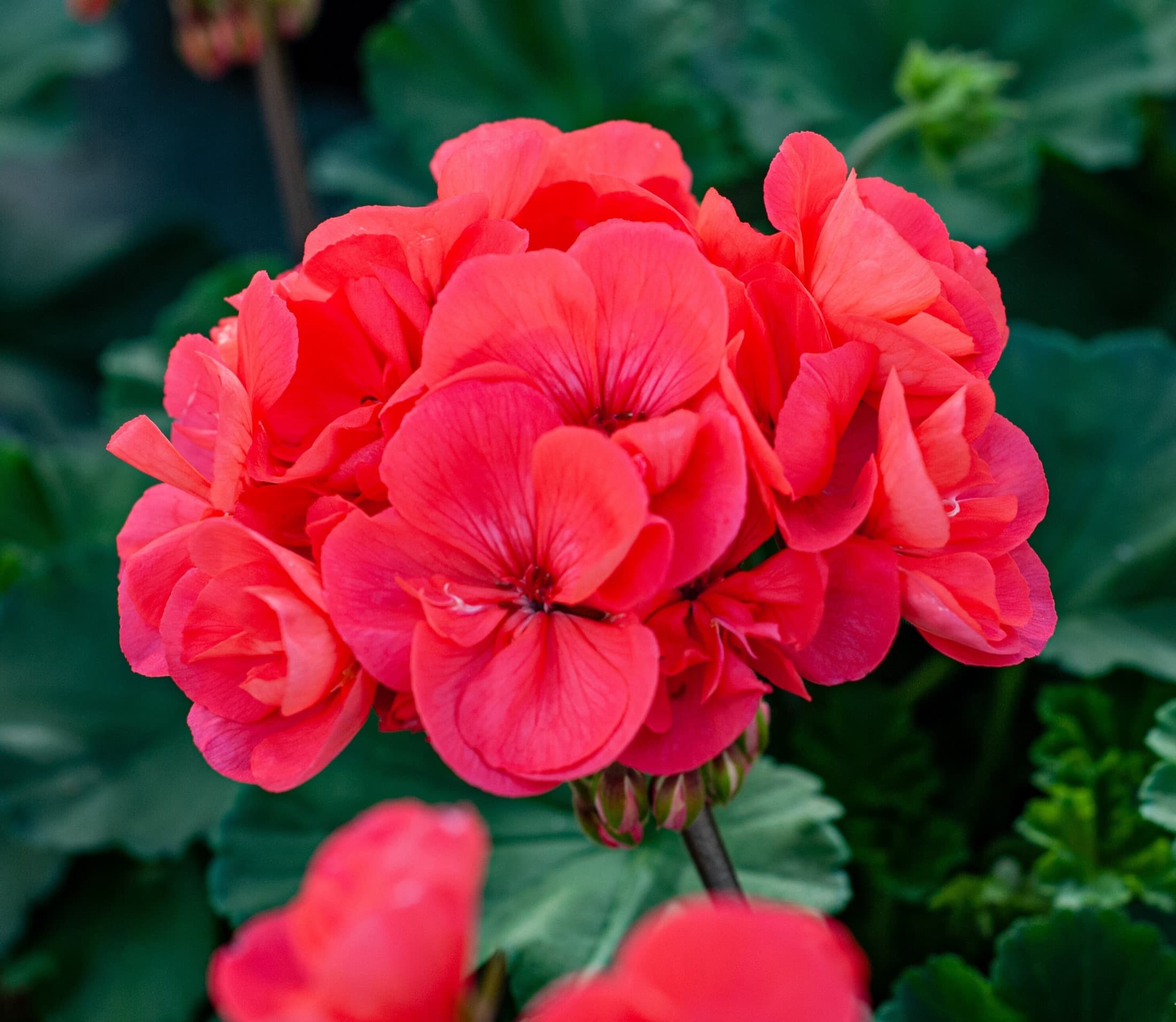 Pink zonal geranium, close up