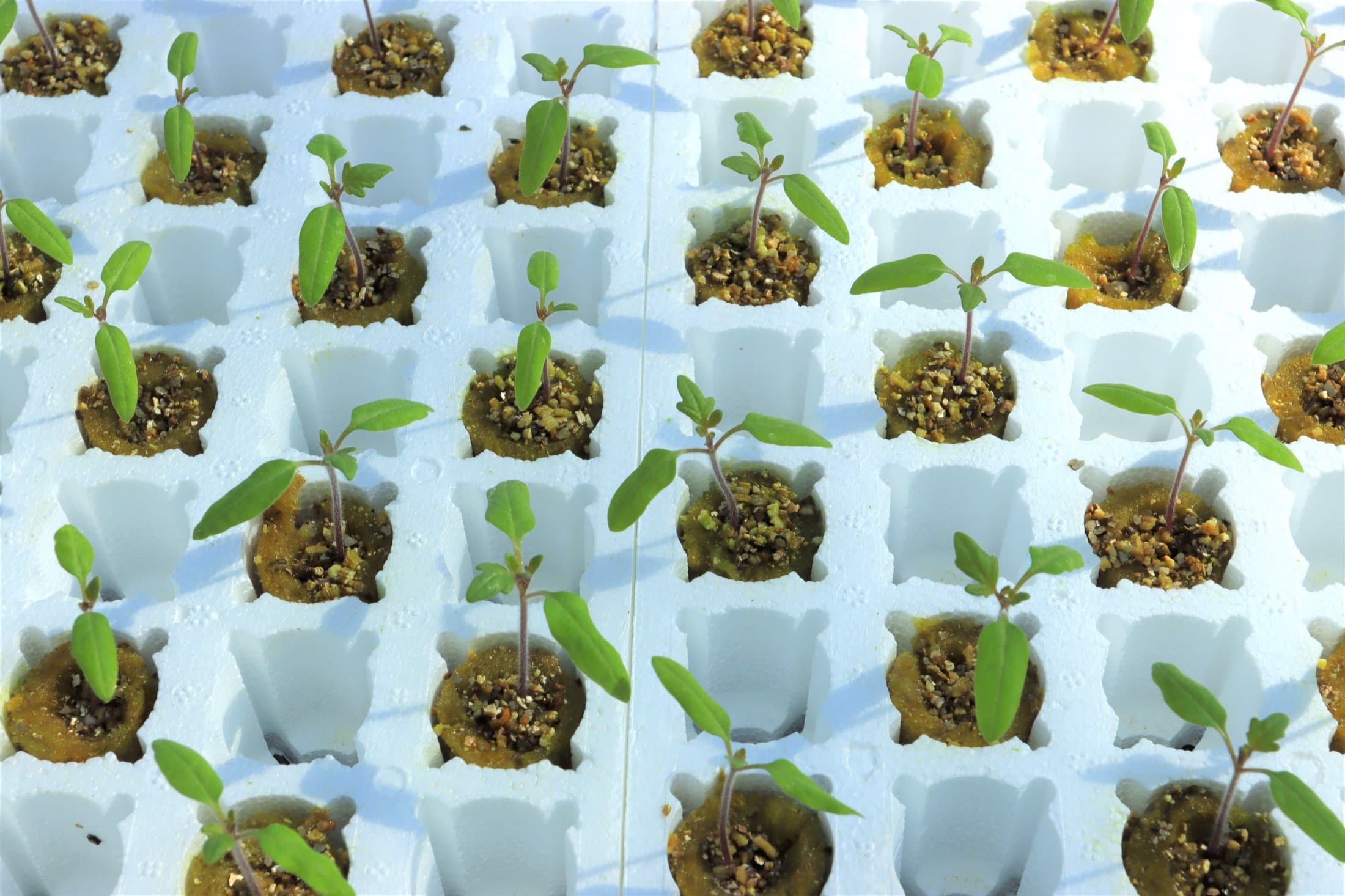 Grafted tomato seedlings in rockwool plugs