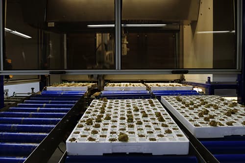 Computerized grading machine with seedling trays