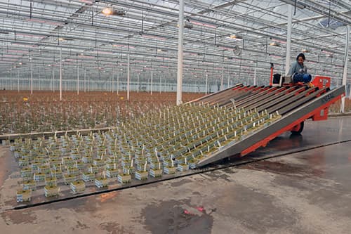 Spacing machine spreading out vegetable plants
