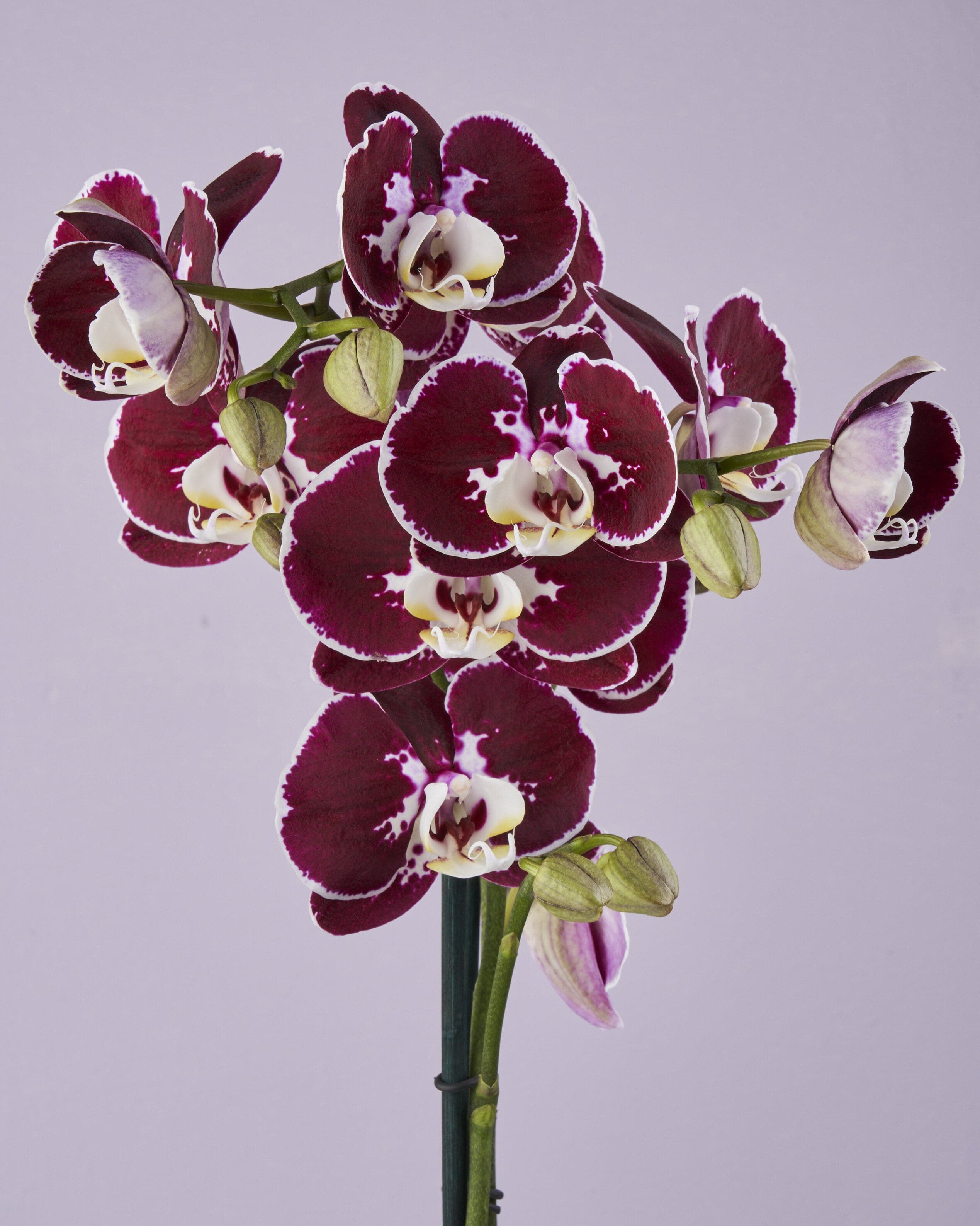 Deep burgundy phalaenopsis orchid with white-edged petals