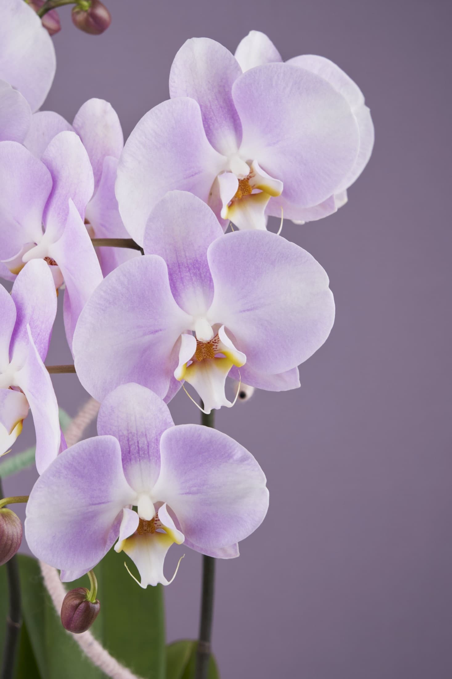 Lavender phalaenopsis orchid flowers on an arching stem