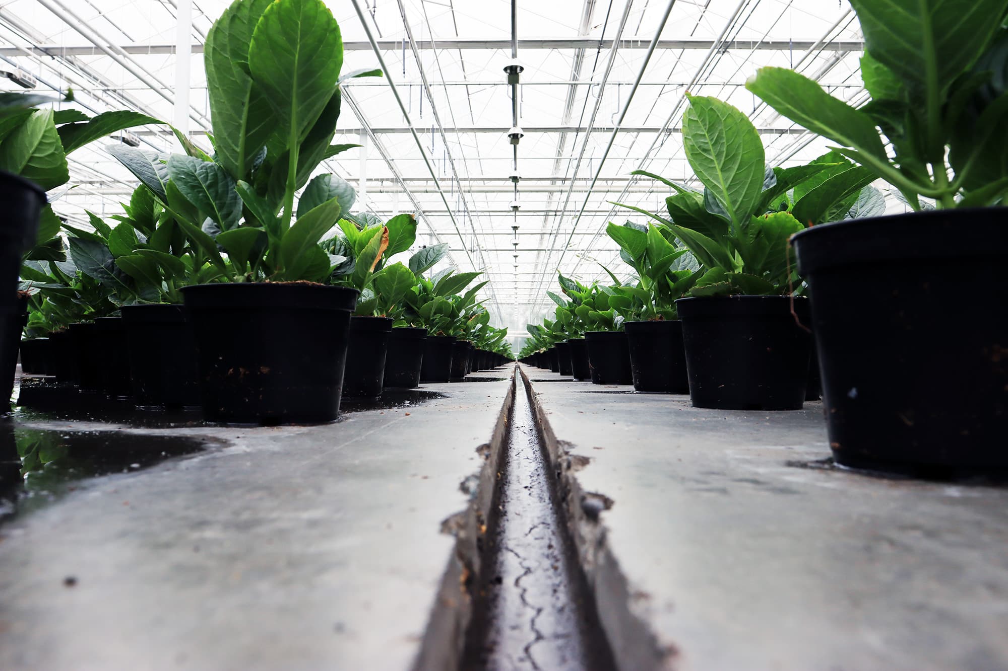 A long greenhouse aisle lined with young plants