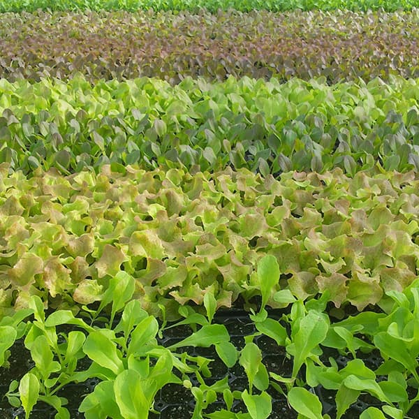 Trays of healthy field crop seedlings