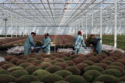 Team members preparing plants for shipping inside the greenhouse
