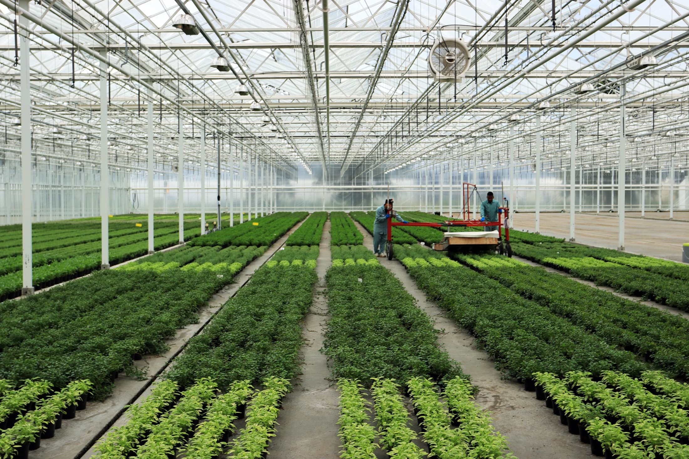 Growers working among rows of seedlings in the greenhouse