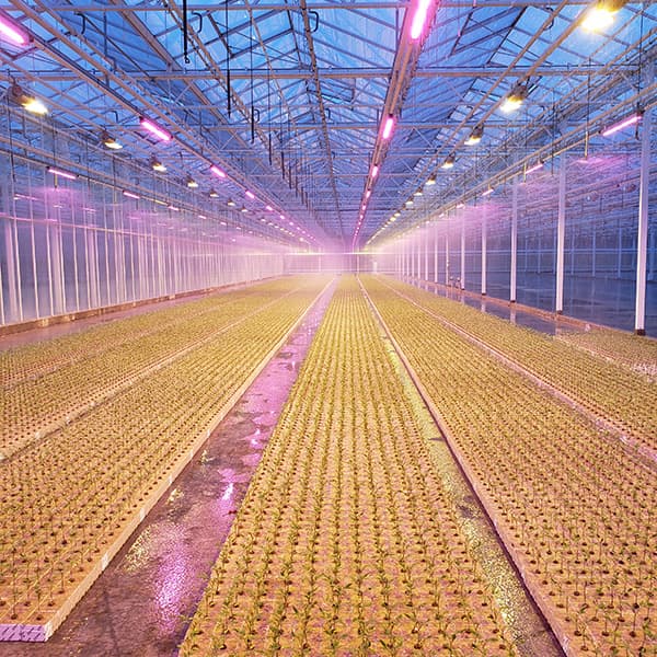 Rows of young vegetable seedlings growing under greenhouse lighting