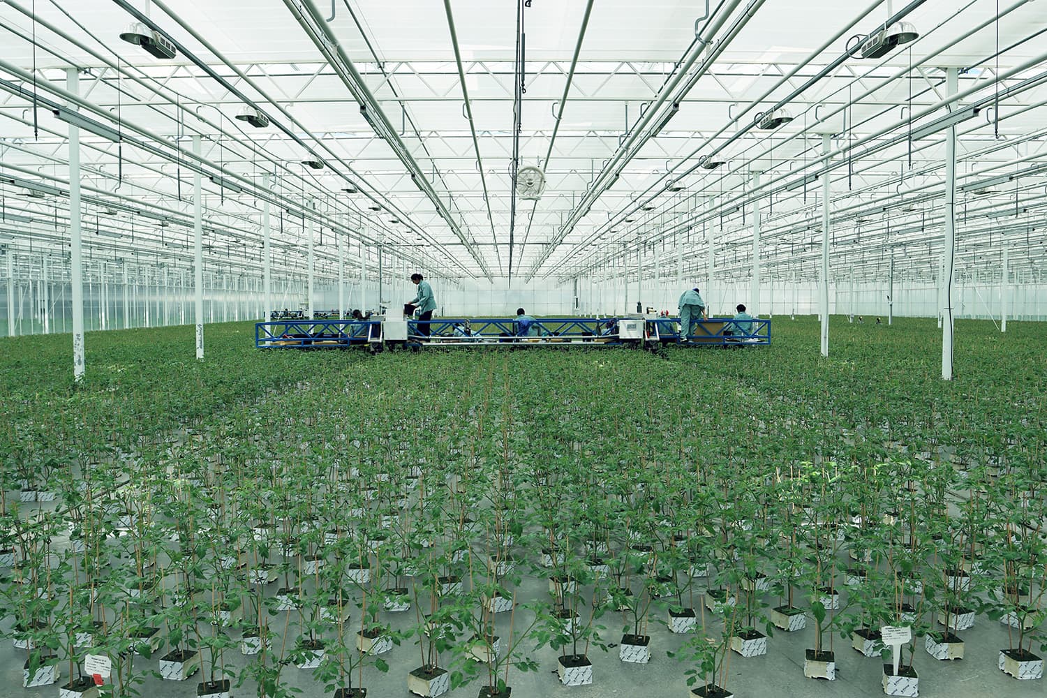A vast greenhouse bay filled with young plants
