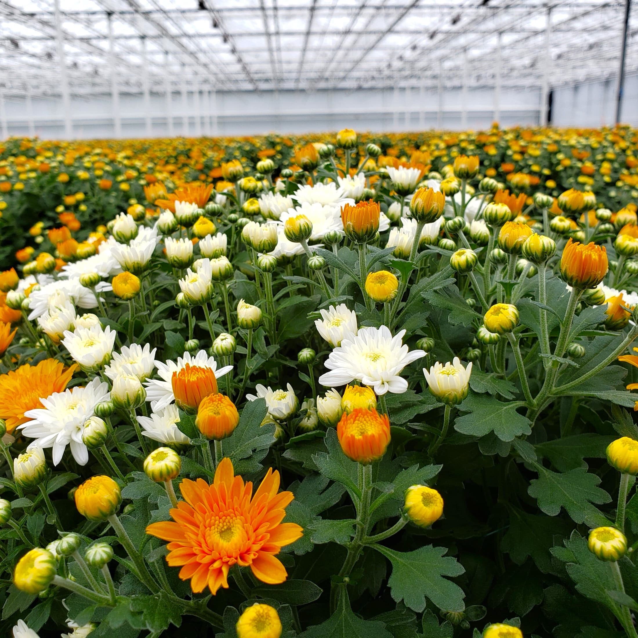 Potted chrysanthemums in full bloom