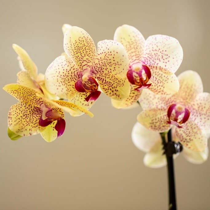 Spotted phalaenopsis orchid flowers