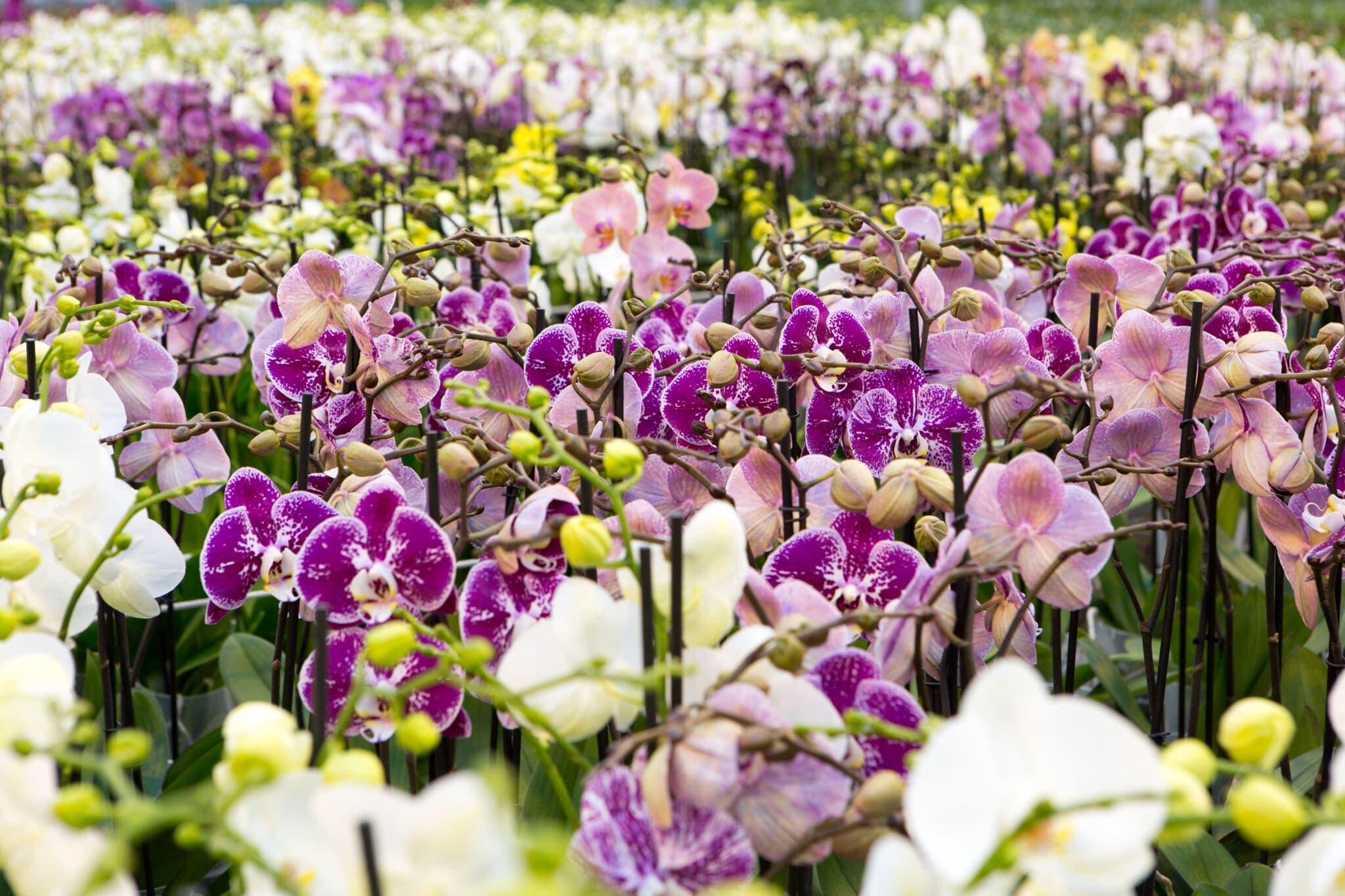 Rows of purple and white phalaenopsis orchids in bloom