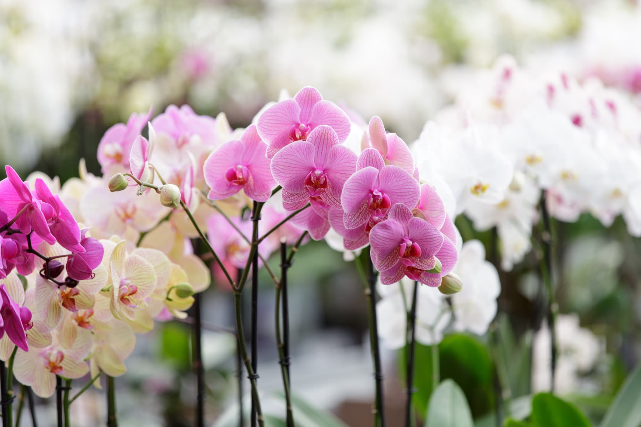 Pink and white phalaenopsis orchids