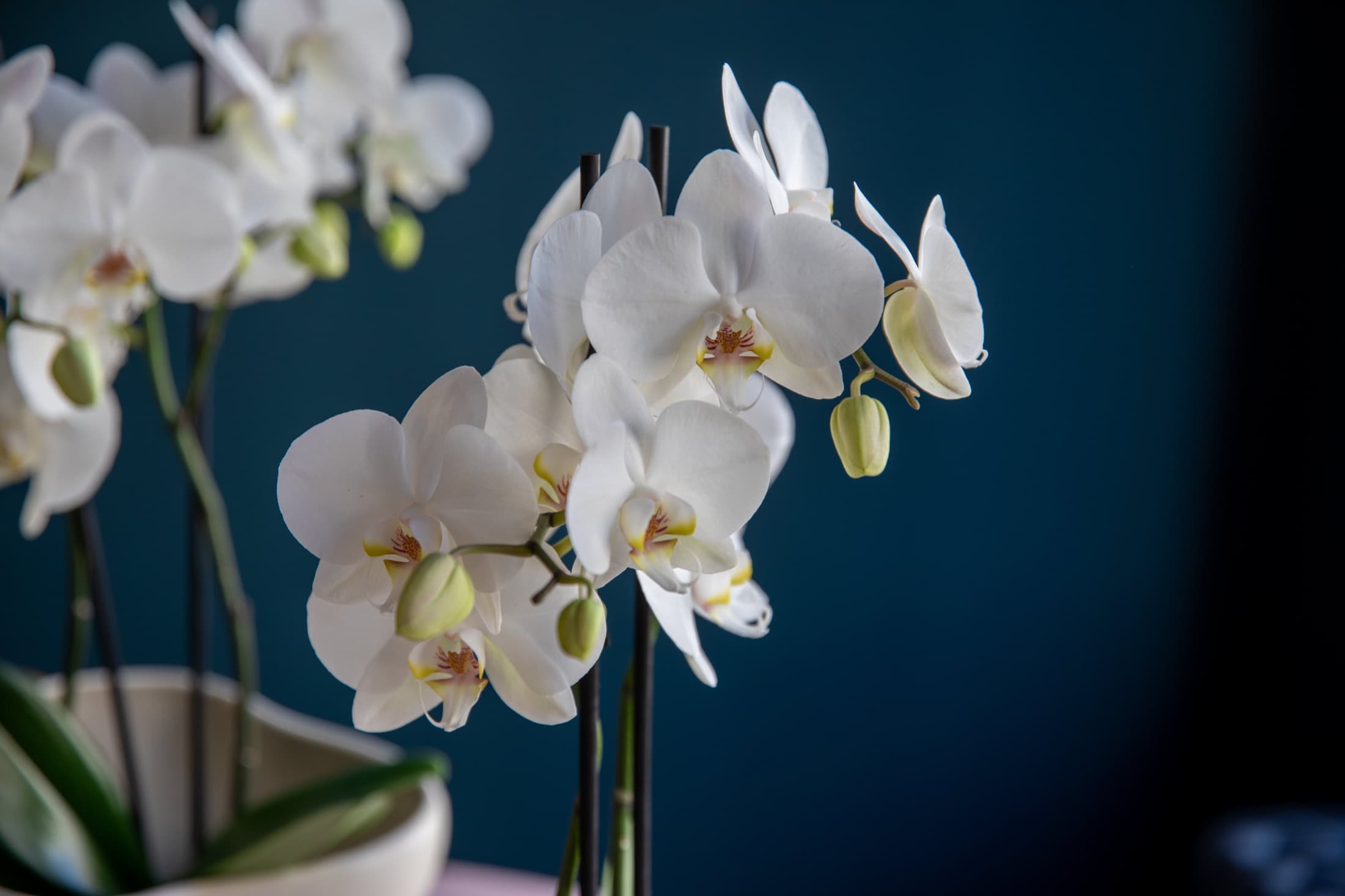 White phalaenopsis orchid blooms against a dark background