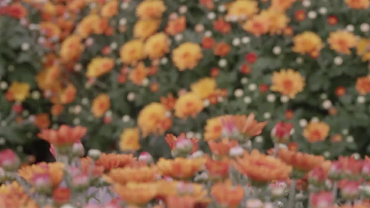 Chrysanthemums being prepared for shipping