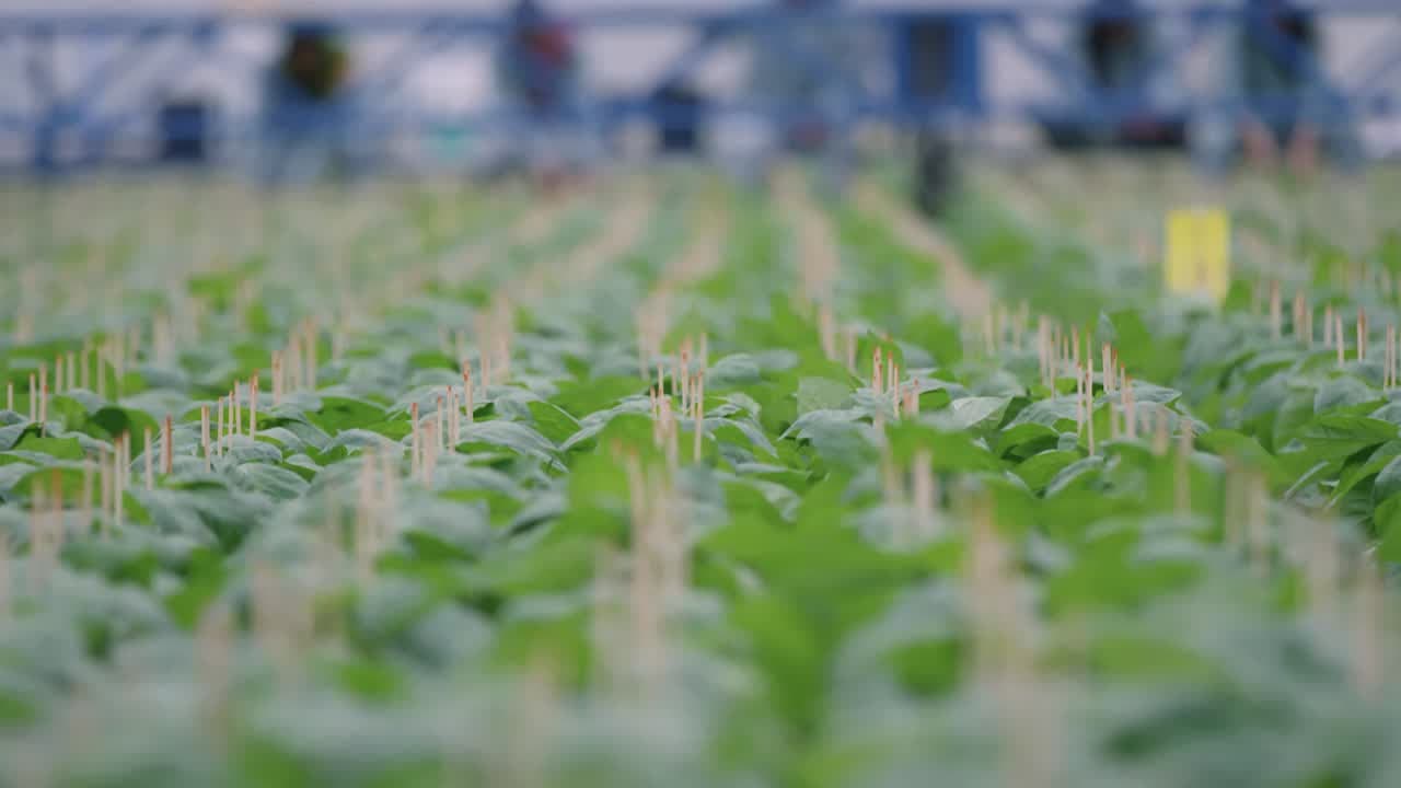Growers clipping pepper plants from Bevo's Mothership machine