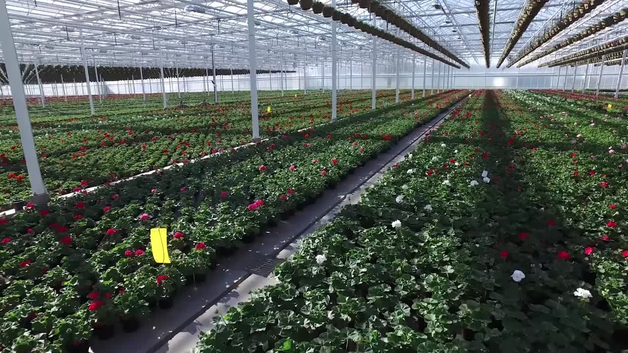 Rows of flowering plants inside a Bevo Farms greenhouse